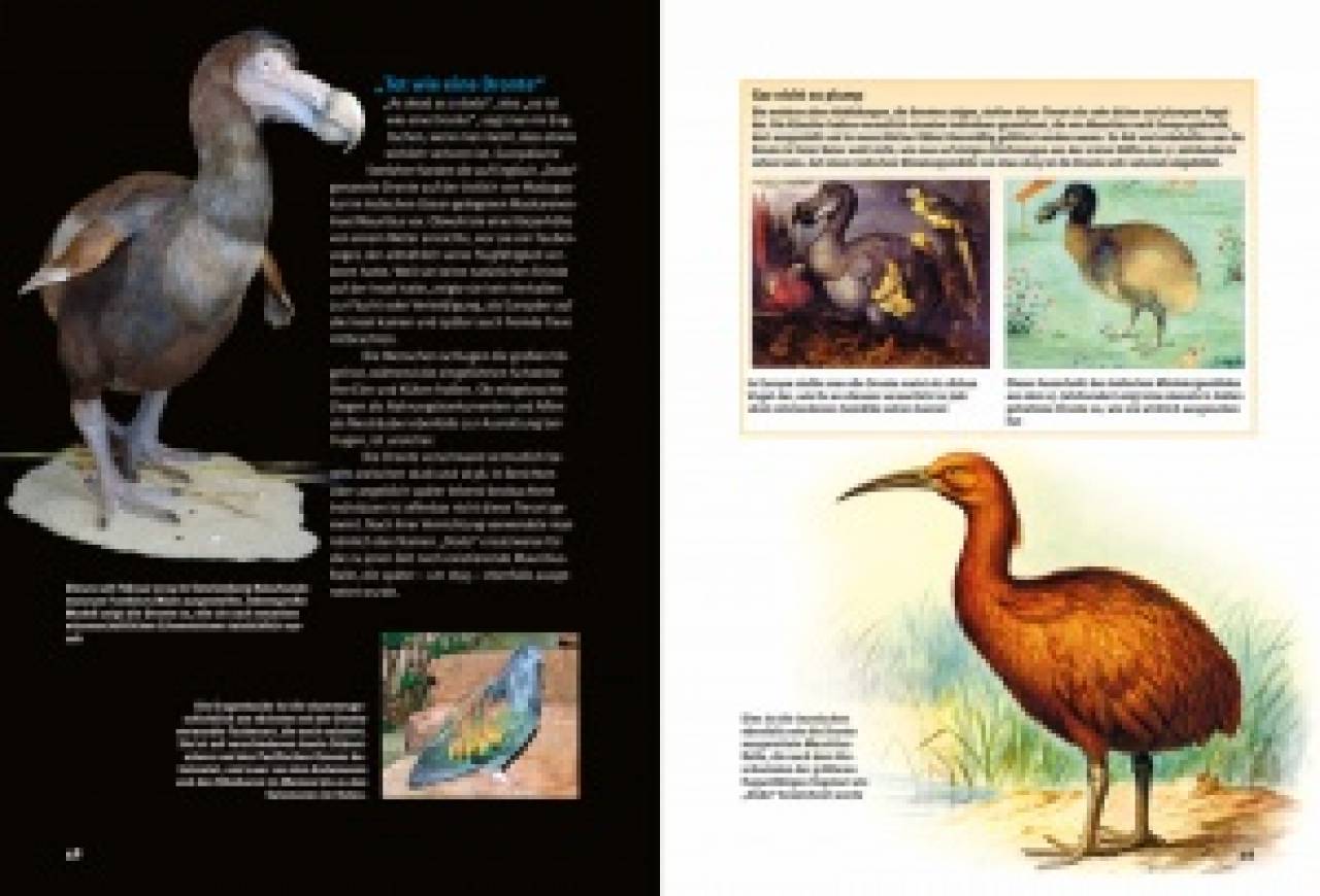 Entdecke Dodo, Beutelwolf & Co